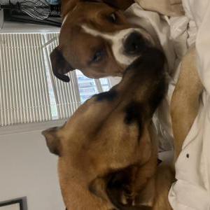 Image of Lola, Lost Dog