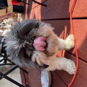 Found Dog Unknown