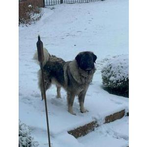 Image of Zara, Lost Dog