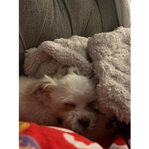 Image of Lola, Lost Dog