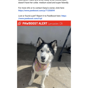 Lost Dog Daisy