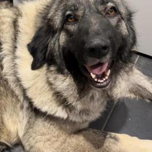 Image of Zara, Lost Dog