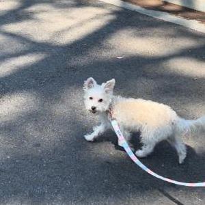 Lost Dog Macy