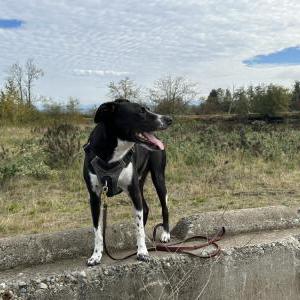 Lost Dog Cosmo