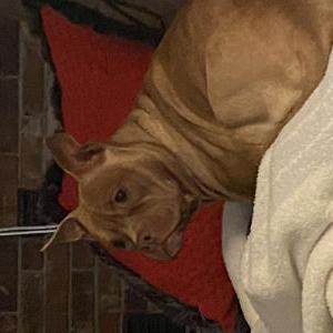 Image of Scout, Lost Dog