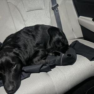Found Dog Unknown