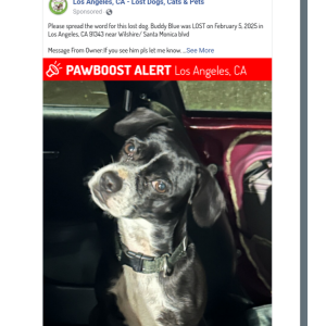 Lost Dog Buddy Blue