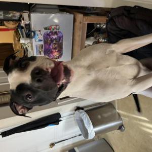Lost Dog Champ