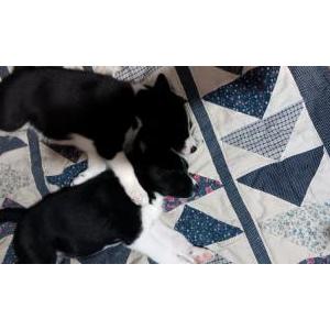 Lost Dog Puppy