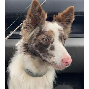 2nd Image of Lucy, Lost Dog