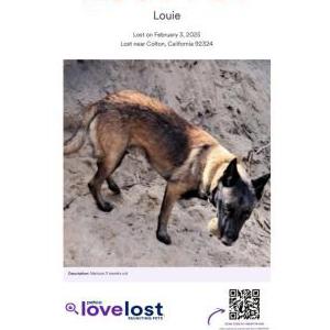 Lost Dog Louie