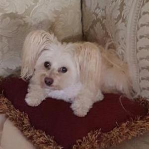 Image of Gretchen, Lost Dog