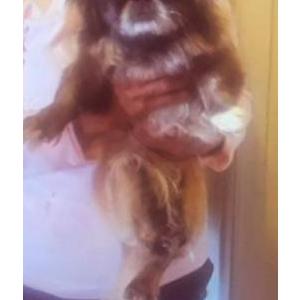 Lost Dog Diamond