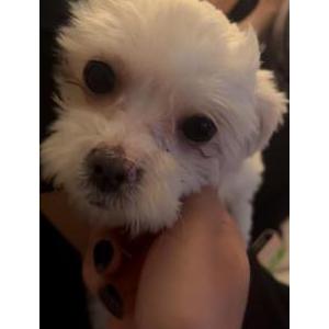 Image of Lola, Lost Dog