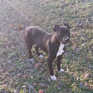 Image of Unknown, Found Dog