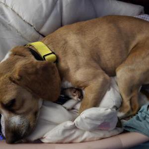Image of Judith Lydia Butler, Lost Dog