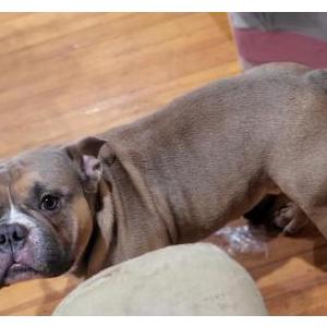 Lost Dog Chubby