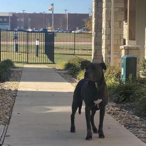 Image of Avery, Lost Dog