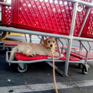 Lost Dog Thunder
