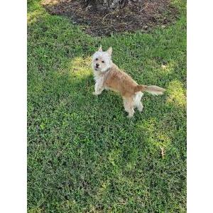 Lost Dog Cleo