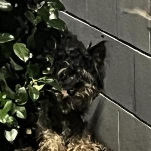 Lost Dog Unknown