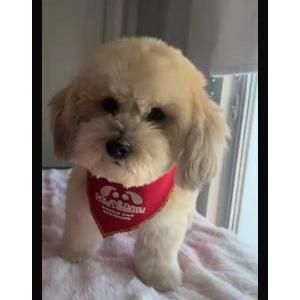 Lost Dog Yuna