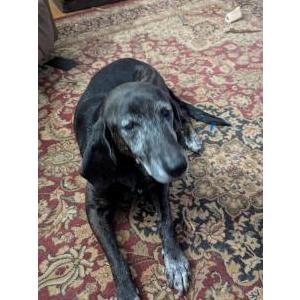 Found Dog Unknown