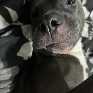 Lost Dog Luna