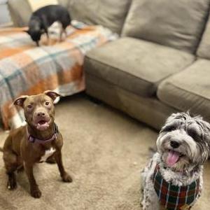Lost Dog Molly Bird