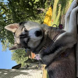 Image of Stella, Lost Dog