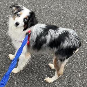 Image of Finn, Lost Dog