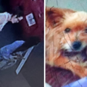 Lost Dog Mimi