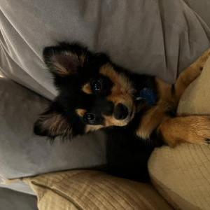 Lost Dog Rambo