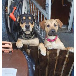 Lost Dog Amiri/Chyna
