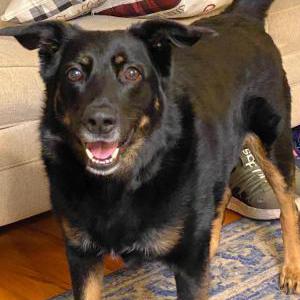 Image of Rocky, Lost Dog