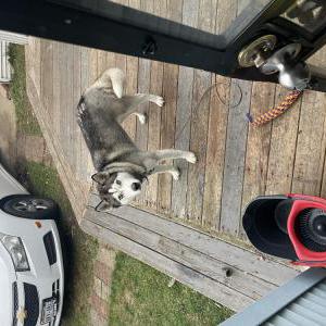 Lost Dog Blue