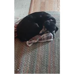 Image of Mya, Lost Dog