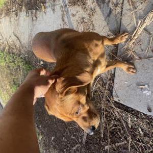 Image of unknown, Found Dog