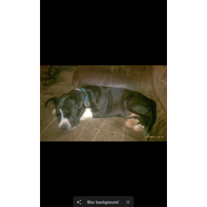 Image of Sammie, Lost Dog