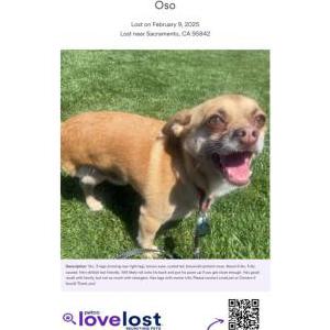 Lost Dog Oso