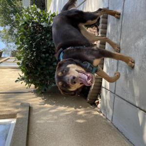 Found Dog Unknown