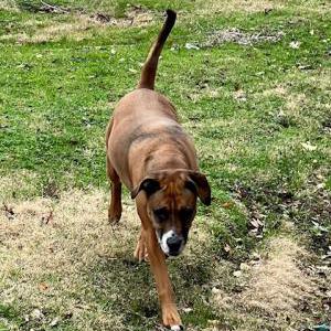 2nd Image of Deuce, Found Dog