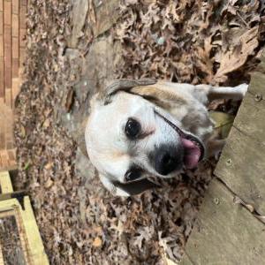 Image of Unknown, Found Dog