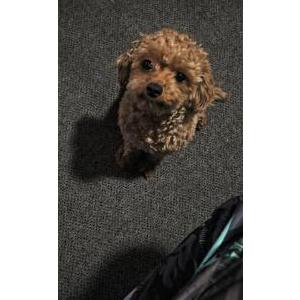 Image of Bella, Lost Dog