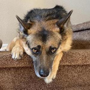 Lost Dog Pepper