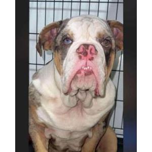 Lost Dog Rocky
