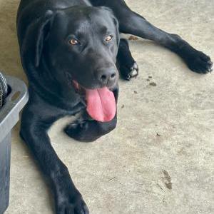Image of unknown, Found Dog
