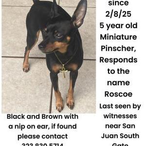 Lost Dog Roscoe