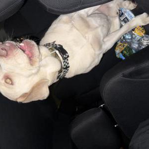 Found Dog Winston