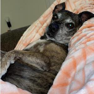 Image of Winston, Lost Dog